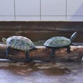 Exotische Wasserschildkröten – verschiedene Wasserschildkröten, Männchen, Alter unbekannt, 13057 Berlin – Foto 2