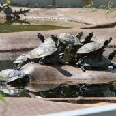 Exotische Wasserschildkröten – verschiedene Wasserschildkröten, Männchen, Alter unbekannt, 13057 Berlin – Foto 3