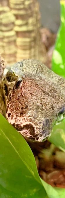 Spaghetti – südl. Madagaskarboa, Weibchen, Alter unbekannt, 13057 Berlin – Foto 1