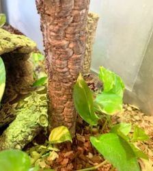 Spaghetti – südl. Madagaskarboa, Weibchen, Alter unbekannt, 13057 Berlin – Foto 2