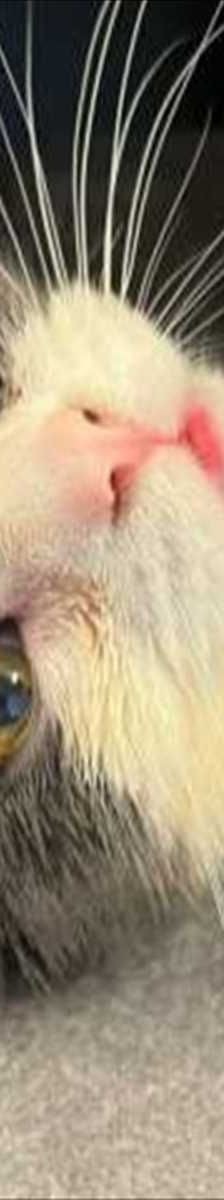 NISSAN – Europäisch Kurzhaar, Britisch Kurzhaar Mix, Männchen, Alter unbekannt, 81829 München – Foto 2