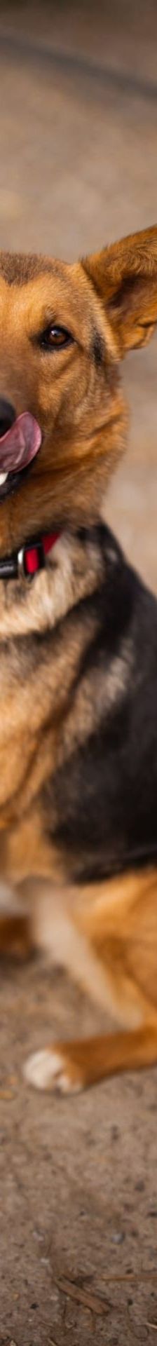 Zima – Dt. Schäferhund-Mischling, Weibchen, Alter unbekannt, Nordic Strays e.V. – Foto 1