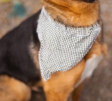 Zima – Dt. Schäferhund-Mischling, Weibchen, Alter unbekannt, Nordic Strays e.V. – Foto 2