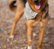 Zima – Dt. Schäferhund-Mischling, Weibchen, Alter unbekannt, Nordic Strays e.V. – Foto 3