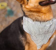 Zima – Dt. Schäferhund-Mischling, Weibchen, Alter unbekannt, Nordic Strays e.V. – Foto 4