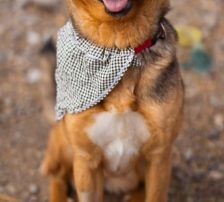 Zima – Dt. Schäferhund-Mischling, Weibchen, Alter unbekannt, Nordic Strays e.V. – Foto 5