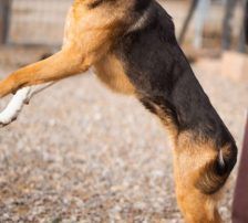 Zima – Dt. Schäferhund-Mischling, Weibchen, Alter unbekannt, Nordic Strays e.V. – Foto 6