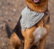 Zima – Dt. Schäferhund-Mischling, Weibchen, Alter unbekannt, Nordic Strays e.V. – Foto 7