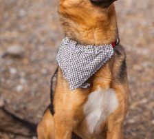 Zima – Dt. Schäferhund-Mischling, Weibchen, Alter unbekannt, Nordic Strays e.V. – Foto 8