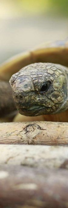 Landschildkröten – Griechische Landschildkröte (Testudo hermanni), Männchen, Alter unbekannt, 13057 Berlin – Foto 1