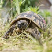 Landschildkröten – Griechische Landschildkröte (Testudo hermanni), Männchen, Alter unbekannt, 13057 Berlin – Foto 2