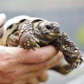 Landschildkröten – Griechische Landschildkröte (Testudo hermanni), Männchen, Alter unbekannt, 13057 Berlin – Foto 3