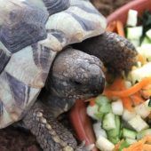 Landschildkröten – Griechische Landschildkröte (Testudo hermanni), Männchen, Alter unbekannt, 13057 Berlin – Foto 4