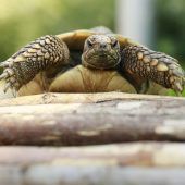 Landschildkröten – Griechische Landschildkröte (Testudo hermanni), Männchen, Alter unbekannt, 13057 Berlin – Foto 5