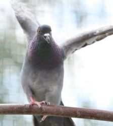 Sahnehäubchen – Stadttaube, Weibchen, 3 Jahre, 13057 Berlin – Foto 7