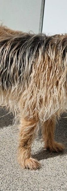 Balou – Terrier-Mix, Männchen, 14 Jahre, 97816 Lohr – Foto 1