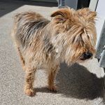 Balou – Terrier-Mix, Männchen, 14 Jahre, 97816 Lohr – Foto 2