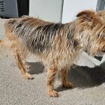 Balou – Terrier-Mix, Männchen, 14 Jahre, 97816 Lohr – Foto 3