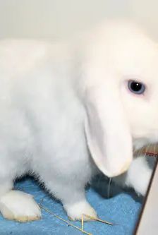 Miro – Widdermix-Zwergkaninchen, Männchen, 9 Monate, 90537 Feucht – Foto 1