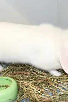 Miro – Widdermix-Zwergkaninchen, Männchen, 9 Monate, 90537 Feucht – Foto 2