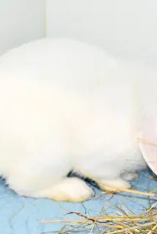 Miro – Widdermix-Zwergkaninchen, Männchen, 9 Monate, 90537 Feucht – Foto 3