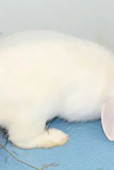Miro – Widdermix-Zwergkaninchen, Männchen, 9 Monate, 90537 Feucht – Foto 4