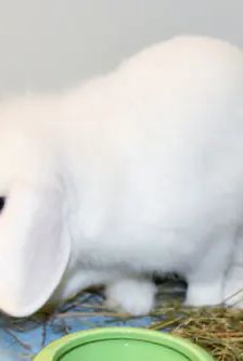 Miro – Widdermix-Zwergkaninchen, Männchen, 9 Monate, 90537 Feucht – Foto 5