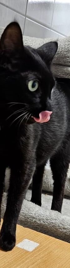 Foxy – EKH, Weibchen, 2 Jahre, 97816 Lohr – Foto 4