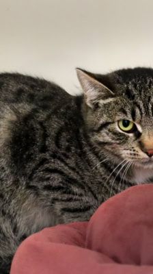 Cruella – Katze, Weibchen, 3 Monate, 39576 Stendal – Foto 1