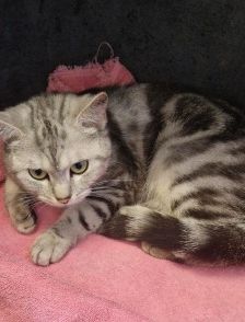 Valentina – EKH, Weibchen, 1 Jahr, 70195 Stuttgart-Botnang – Foto 1