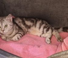 Valentina – EKH, Weibchen, 1 Jahr, 70195 Stuttgart-Botnang – Foto 2