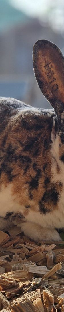 Domingo – Rex, Weibchen, 2 Jahre, 97525 Schwebheim – Foto 1