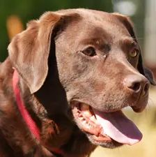 Molly – Labrador, Weibchen, 3 Jahre, 90537 Feucht – Foto 1