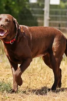 Molly – Labrador, Weibchen, 3 Jahre, 90537 Feucht – Foto 2