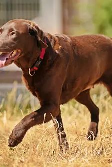 Molly – Labrador, Weibchen, 3 Jahre, 90537 Feucht – Foto 3