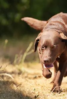 Molly – Labrador, Weibchen, 3 Jahre, 90537 Feucht – Foto 4