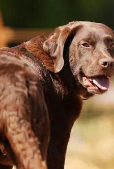 Molly – Labrador, Weibchen, 3 Jahre, 90537 Feucht – Foto 5