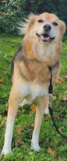 Pumpkin – Schäferhund-Mix, Männchen, 5 Jahre 7 Monate, 70195 Stuttgart-Botnang – Foto 1