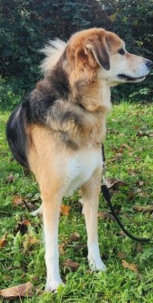Pumpkin – Schäferhund-Mix, Männchen, 5 Jahre 7 Monate, 70195 Stuttgart-Botnang – Foto 2