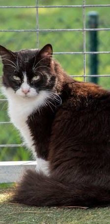 Pete – Langhaar-Mix, Männchen, 5 Jahre, 65520 Bad Camberg – Foto 1