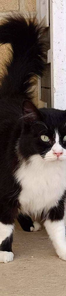 Pete – Langhaar-Mix, Männchen, 5 Jahre, 65520 Bad Camberg – Foto 2