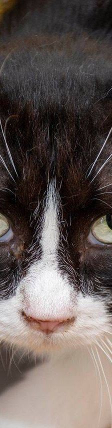 Pete – Langhaar-Mix, Männchen, 5 Jahre, 65520 Bad Camberg – Foto 11