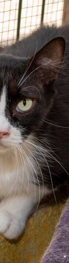 Pete – Langhaar-Mix, Männchen, 5 Jahre, 65520 Bad Camberg – Foto 12
