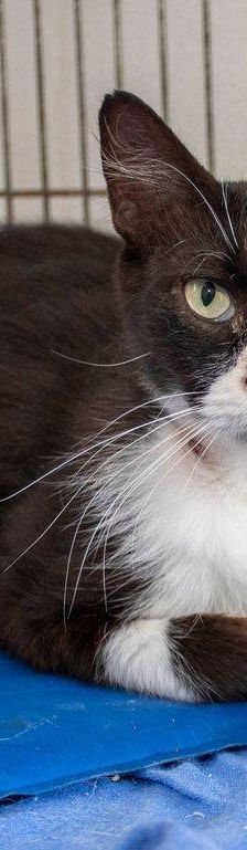 Pete – Langhaar-Mix, Männchen, 5 Jahre, 65520 Bad Camberg – Foto 13