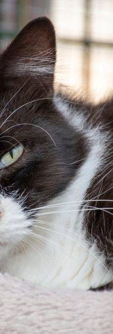 Pete – Langhaar-Mix, Männchen, 5 Jahre, 65520 Bad Camberg – Foto 14