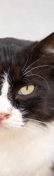 Pete – Langhaar-Mix, Männchen, 5 Jahre, 65520 Bad Camberg – Foto 15