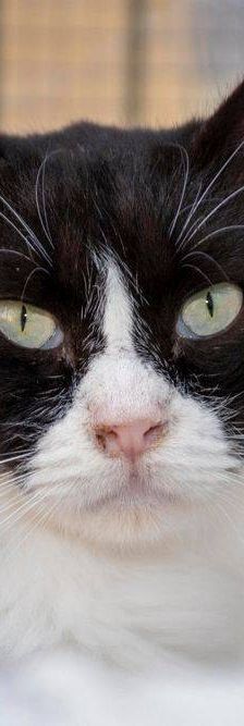 Pete – Langhaar-Mix, Männchen, 5 Jahre, 65520 Bad Camberg – Foto 17
