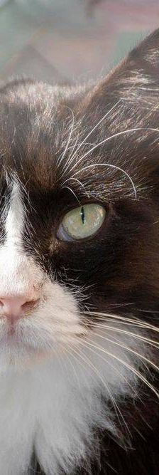Pete – Langhaar-Mix, Männchen, 5 Jahre, 65520 Bad Camberg – Foto 18