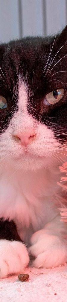 Pete – Langhaar-Mix, Männchen, 5 Jahre, 65520 Bad Camberg – Foto 19