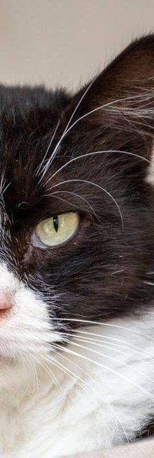 Pete – Langhaar-Mix, Männchen, 5 Jahre, 65520 Bad Camberg – Foto 20